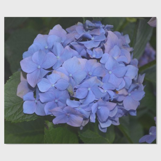 Rustikale Lila Hydrangea makrophylla Geschenkpapier (Flach)
