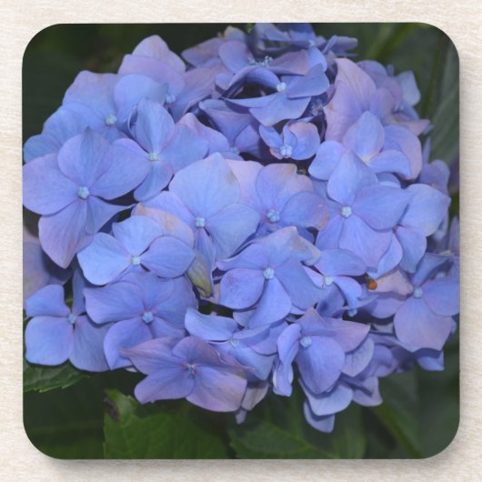 Rustikale Lila Hydrangea makrophylla Getränkeuntersetzer (Vorderseite)