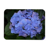 Rustikale Lila Hydrangea makrophylla Magnet (Horizontal)