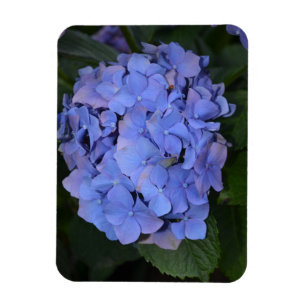 Rustikale Lila Hydrangea makrophylla Magnet