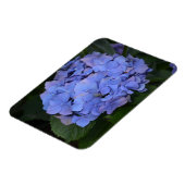 Rustikale Lila Hydrangea makrophylla Magnet (Linke Seite)