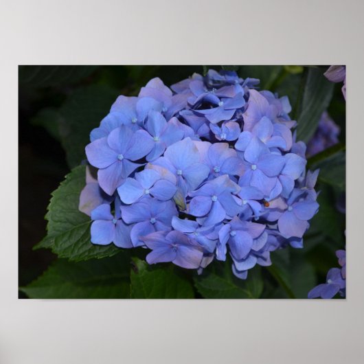 Rustikale Lila Hydrangea makrophylla Poster (Vorne)
