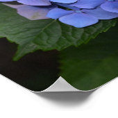 Rustikale Lila Hydrangea makrophylla Poster (Ecke)