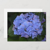Rustikale Lila Hydrangea makrophylla Postkarte (Vorne/Hinten)