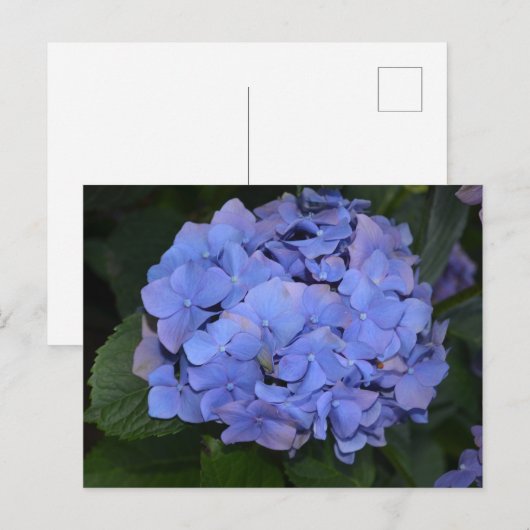 Rustikale Lila Hydrangea makrophylla Postkarte (Vorne/Hinten)