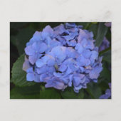 Rustikale Lila Hydrangea makrophylla Postkarte (Vorderseite)