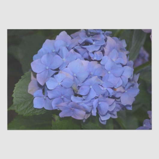 Rustikale Lila Hydrangea makrophylla Seidenpapier (Vorderseite)