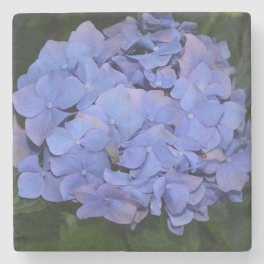 Rustikale Lila Hydrangea makrophylla Steinuntersetzer (Vorderseite)