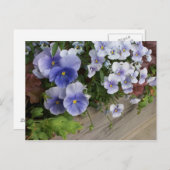 Rustikale Lila Pansy Floral Postcard Stiefmütterch Postkarte (Vorne/Hinten)