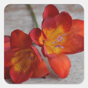 Rustikale Orange Freesia Blume Stickers