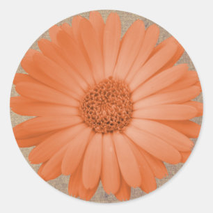 Rustikale Peach Daisy Blume Round Stickers Siegel