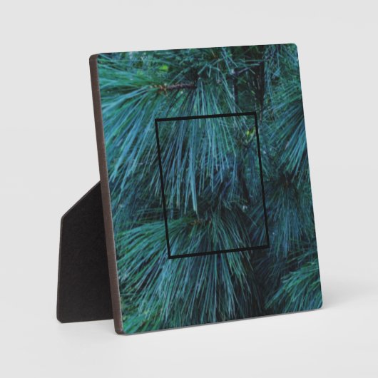 Rustikale Pinienwälder, immergrün Fotoplatte (Vorderseite)