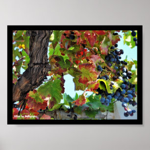 Rustikale rote Weinrebe Poster