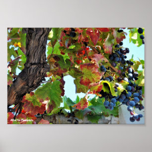 Rustikale rote Weinrebe Poster