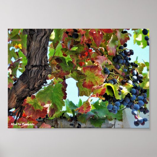 Rustikale rote Weinrebe Poster (Vorne)