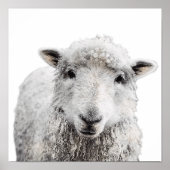 Rustikale Schafe Minimalistisch Modernes Landhaus Poster (Vorne)