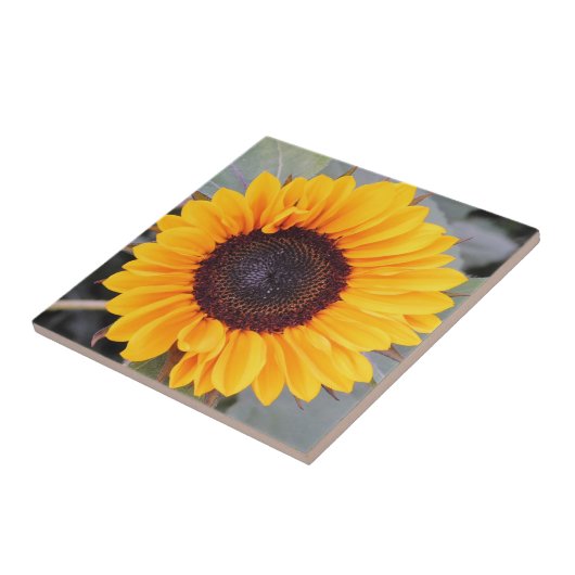 Rustikale Sonnenblumendekoration Fliese (Seite)