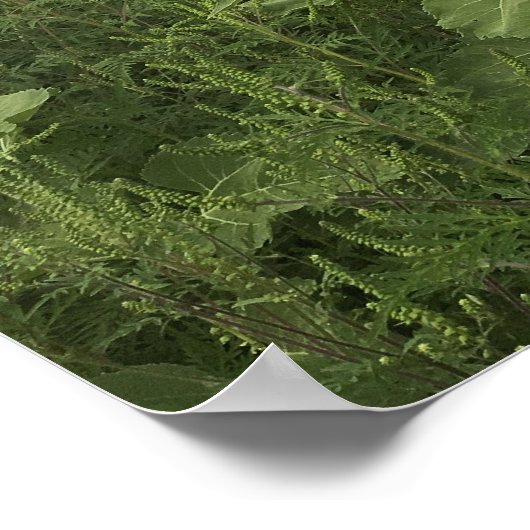 Rustikale Sonnenblumenfelder Poster (Ecke)