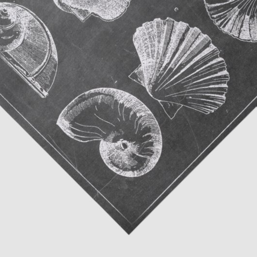 Rustikale Strandmuscheln, Frankreich Seidenpapier (Ausschnitt)