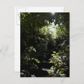 Rustikale Treppe/Fußweg im Wald, Sonnenlicht Postkarte (Vorne/Hinten)
