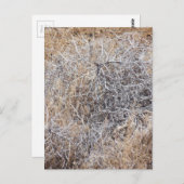Rustikale trockene Tumblewede Postkarte (Vorne/Hinten)