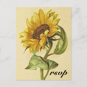 Rustikale Vintage Sonnenblume "uAwg" Postkarte