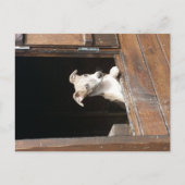 Rustikale Whippet Postkarte (Vorderseite)