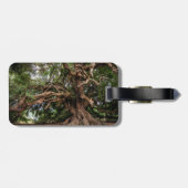 Rustikaler alter Olivenbaum Gepäckanhänger (Rückseite horizontal)