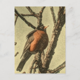Rustikaler Baum Zweig Michigan Staat Bird Robin Postkarte