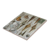 rustikaler rehabilitierter schicker Küstenseashell Fliese (Seite)