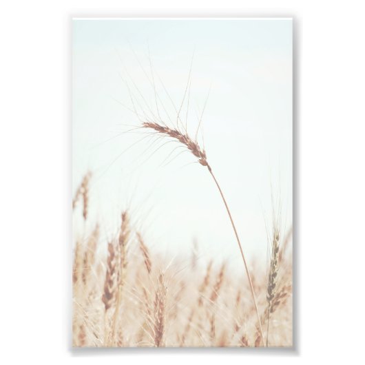 Rustikaler und Country Single Weizen Head Blue Sky Fotodruck (Vorne)