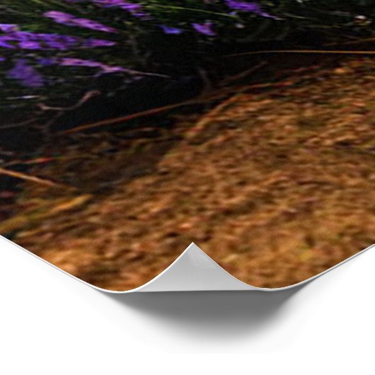 Rustikaler Weg mit Lavendel Fields Sunset Poster (Ecke)