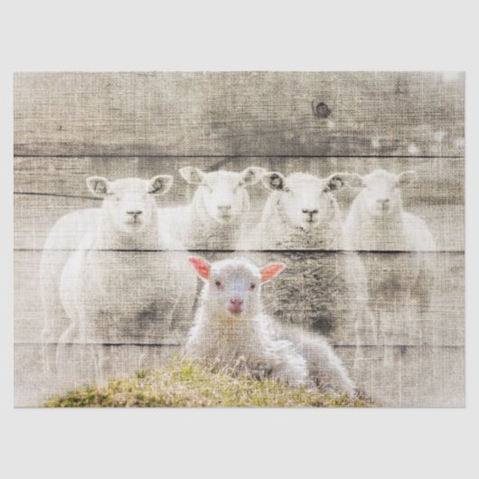 Rustikales Baby Lamm Seidenpapier (Vorderseite)