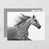 Rustikales Galloping Andalusisches Pferd Postkarte (Vorne/Hinten)