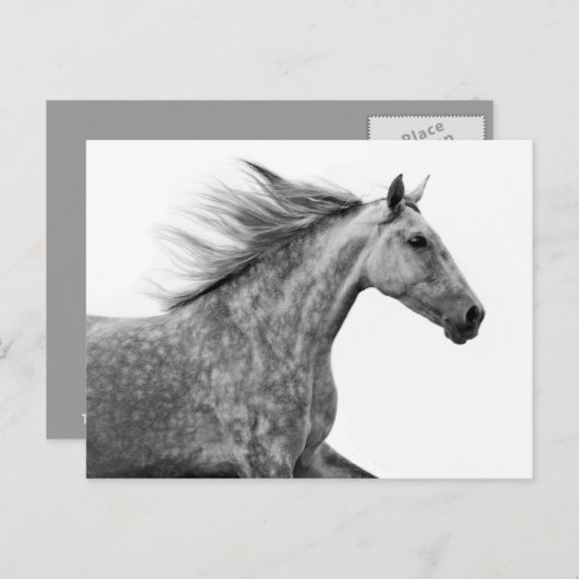 Rustikales Galloping Andalusisches Pferd Postkarte (Vorne/Hinten)