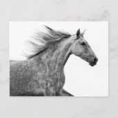 Rustikales Galloping Andalusisches Pferd Postkarte (Vorderseite)