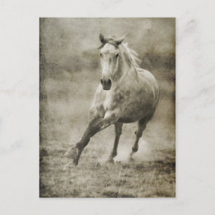 Rustikales Galloping Andalusisches Pferd Postkarte