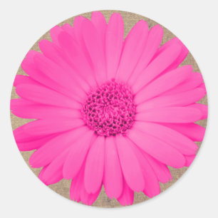 Rustikales Hot Pink Gerber Daisy Round Stickers Si