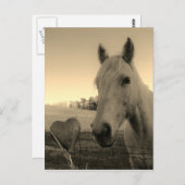 Rustikales Pferd und Herz Valentine Postkarte (Vorne/Hinten)