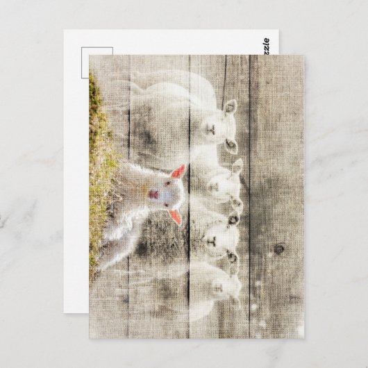 Rustikales Schafspuppel Postkarte (Vorne/Hinten)