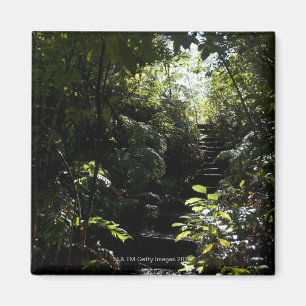 Rustikales Treppenhaus/Fußweg im Wald, Sonnenlich Magnet