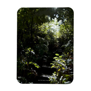 Rustikales Treppenhaus/Fußweg im Wald, Sonnenlich Magnet