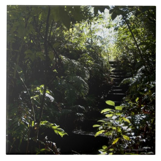 Rustikales Treppenhaus/Fußweg im Wald, Sonnenlicht Fliese (Vorderseite)