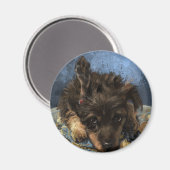 Rustus des Poodles Magnet (Vorderseite/Rückseite)