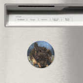 Rustus des Poodles Magnet (In Situ (Geschirrspüler))