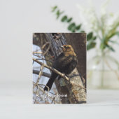 Rusty Blackbird Postcard Postkarte (Stehend Vorderseite)
