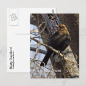 Rusty Blackbird Postcard Postkarte (Vorne/Hinten)