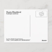 Rusty Blackbird Postcard Postkarte (Rückseite)
