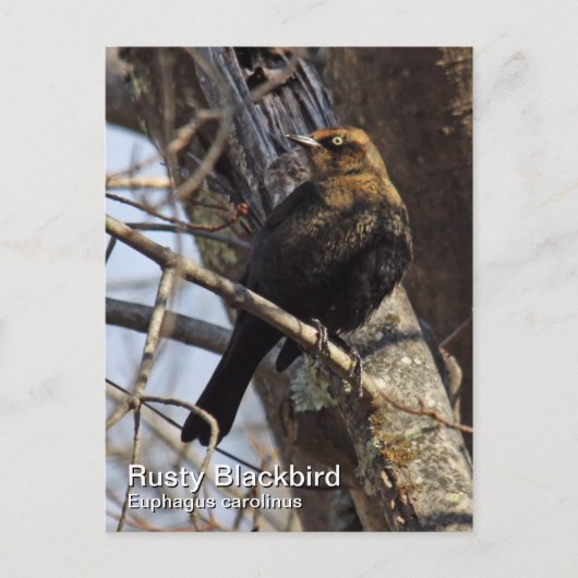 Rusty Blackbird Postcard Postkarte (Vorderseite)
