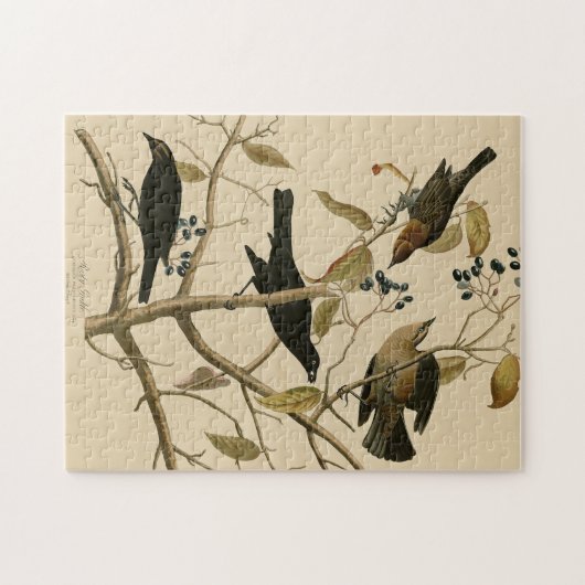 Rusty Grakle (Grackle) Audubons Vögel von Amerika Puzzle (Horizontal)